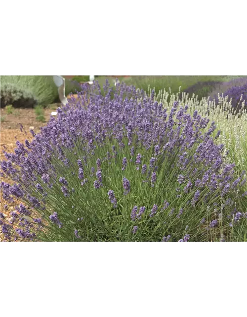 Lavandula ang. 'Melissa Lilac'® (hellblau), 12er Set