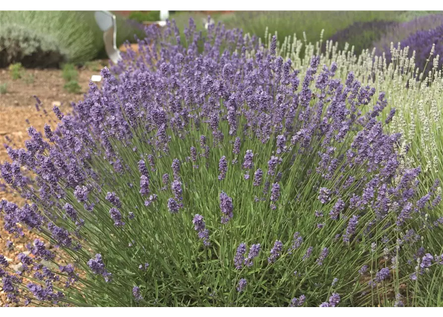 Lavandula ang. 'Melissa Lilac'® (hellblau), 12er Set