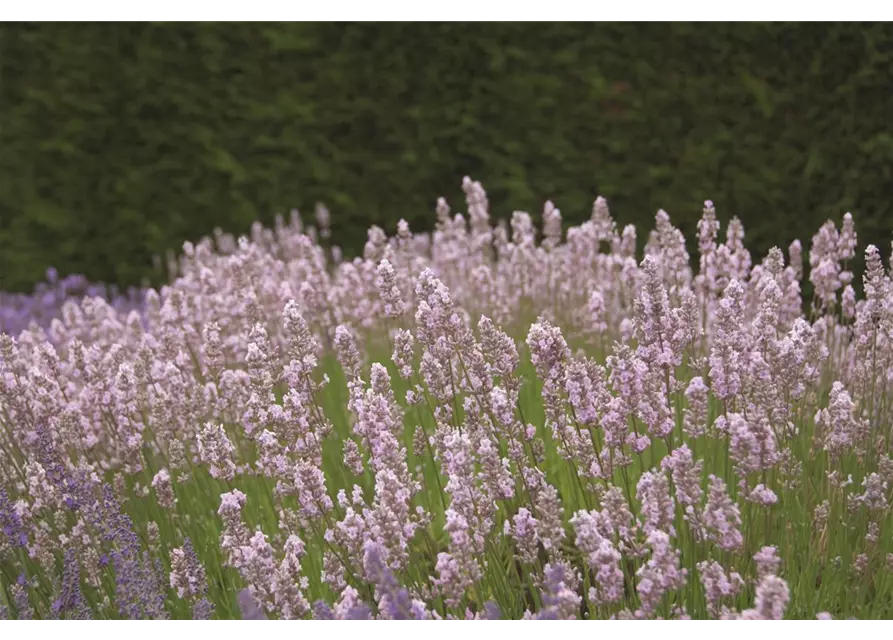 Lavandula ang. 'Miss Katherine' (rosa), 12er Set