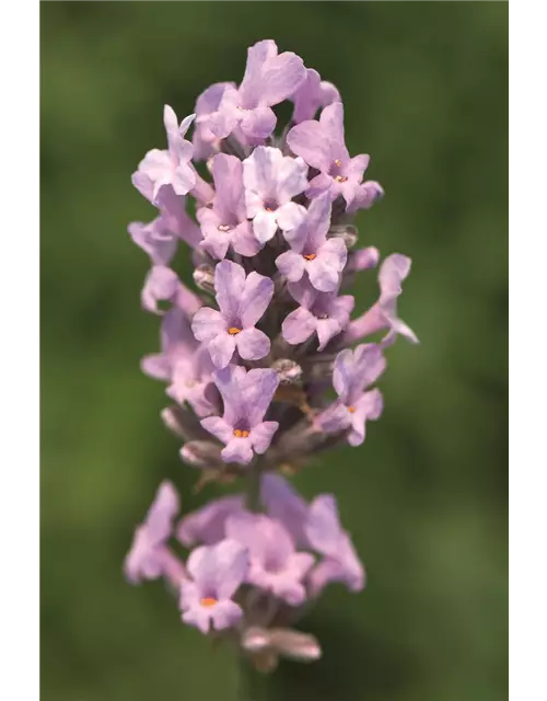 Lavandula ang. 'Miss Katherine' (rosa), 12er Set