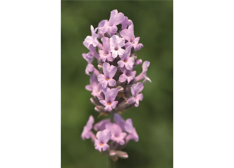 Lavandula ang. 'Miss Katherine' (rosa), 12er Set