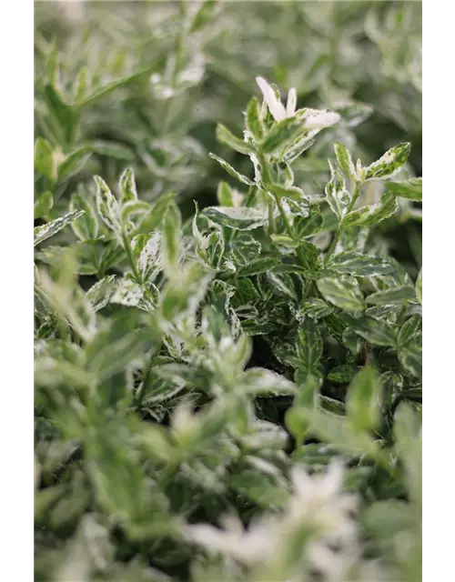 Euonymus fort. 'Harlequin', 12er Set