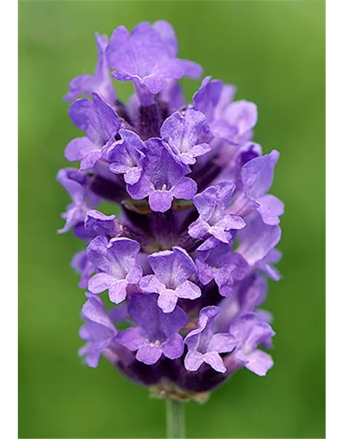 Lavandula ang. 'No.9' (mittelblau), 12er Set