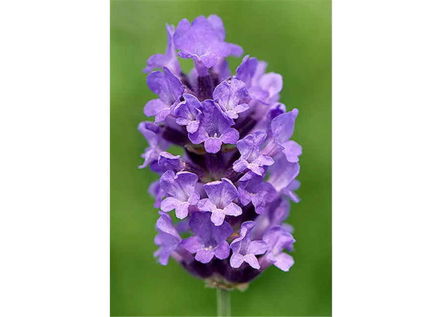 Lavandula ang. 'No.9' (mittelblau), 12er Set