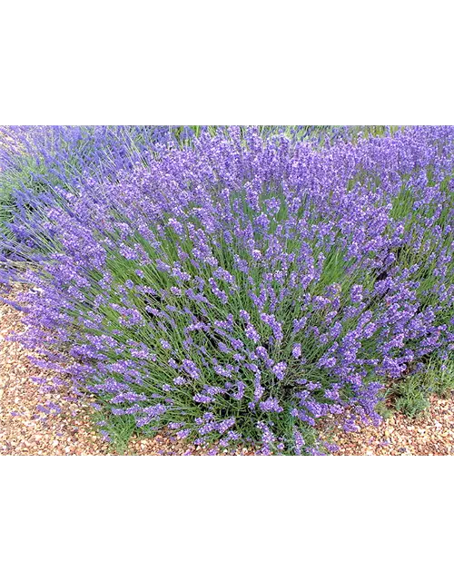 Lavandula ang. 'No.9' (mittelblau), 12er Set