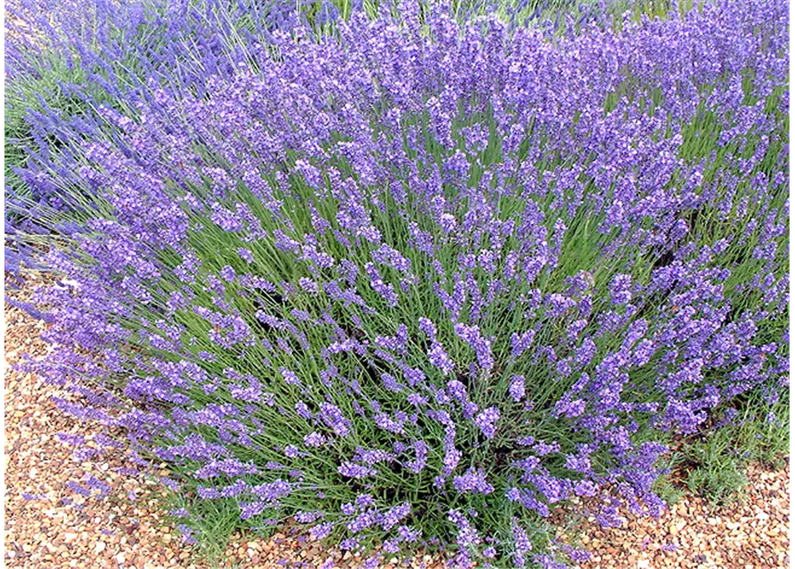 Lavandula ang. 'No.9' (mittelblau), 12er Set