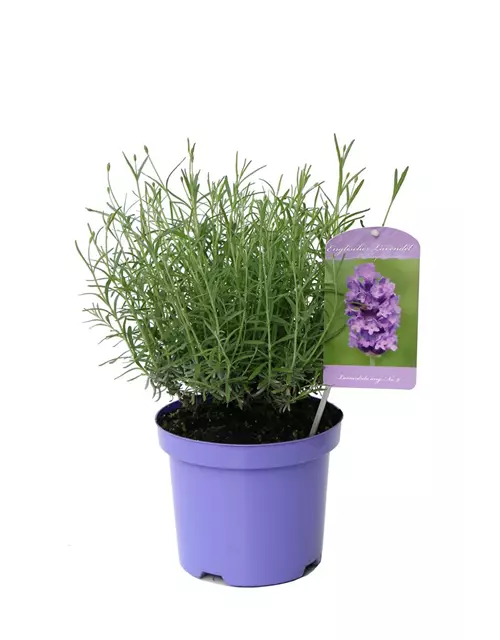 Lavandula ang. 'No.9' (mittelblau), 12er Set