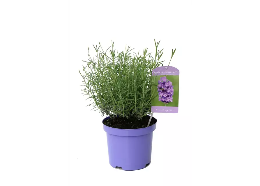 Lavandula ang. 'No.9' (mittelblau), 12er Set