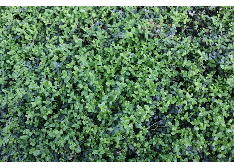 Euonymus fort. 'Minimus', 12er Set