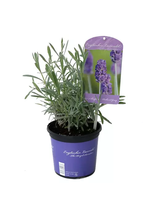 Lavandula x chay. 'Richard Grey' (blau), 12er Set