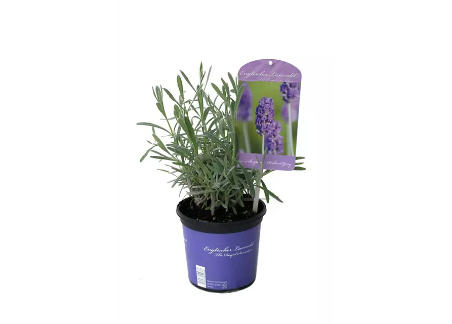 Lavandula x chay. 'Richard Grey' (blau), 12er Set