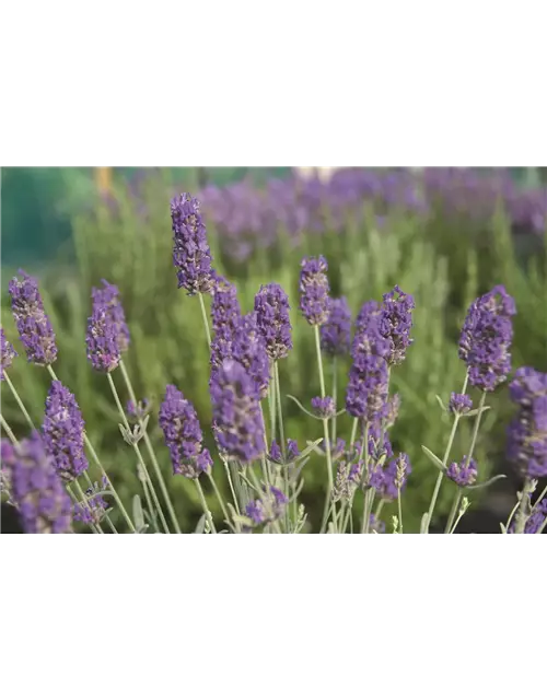 Lavandula x chay. 'Richard Grey' (blau), 12er Set