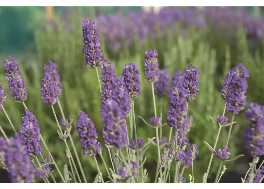 Lavandula x chay. 'Richard Grey' (blau), 12er Set