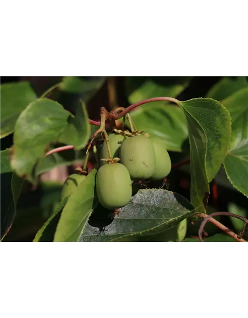 Kiwi (Actinidia arguta Geneva), Hecke am laufenden Meter