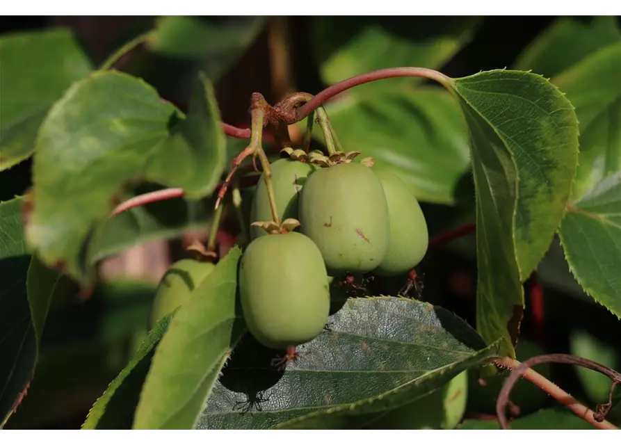 Kiwi (Actinidia arguta Geneva), Hecke am laufenden Meter