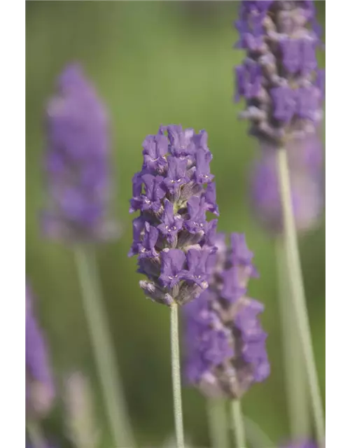 Lavandula x chay. 'Richard Grey' (blau), 12er Set