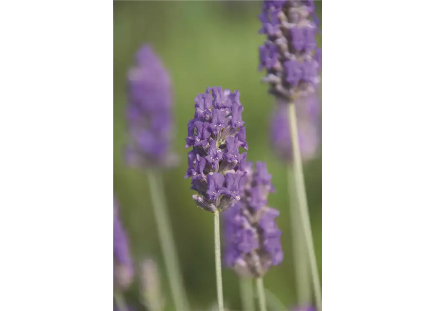 Lavandula x chay. 'Richard Grey' (blau), 12er Set