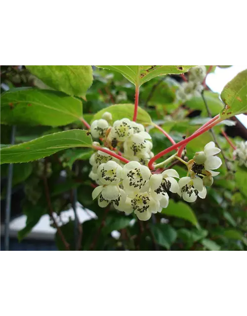 Kiwi (Actinidia arguta Geneva), Hecke am laufenden Meter