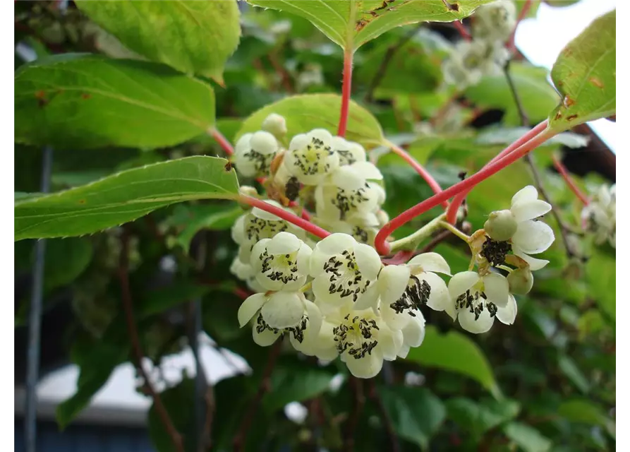 Kiwi (Actinidia arguta Geneva), Hecke am laufenden Meter