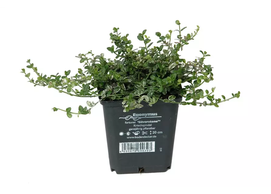 Euonymus fort. 'Silverstone ®', 12er Set