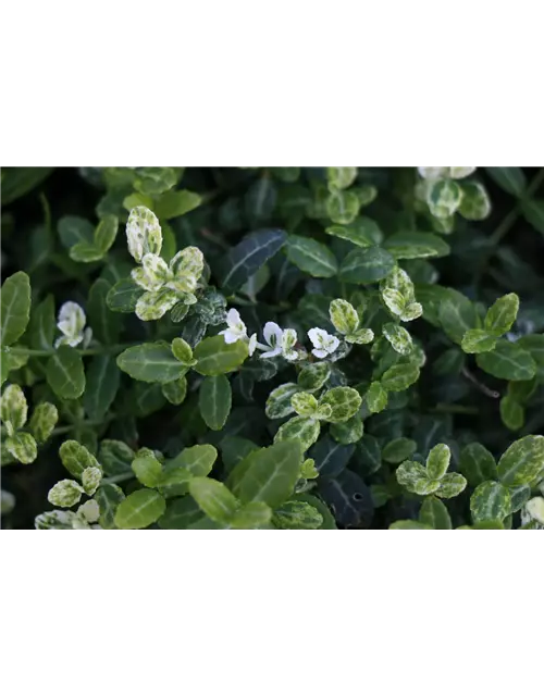 Euonymus fort. 'Silverstone ®', 12er Set