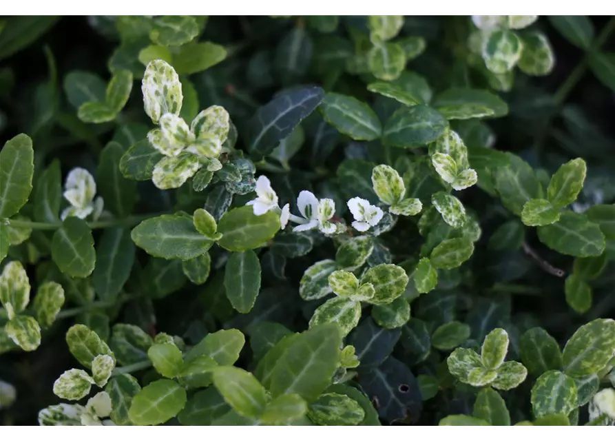 Euonymus fort. 'Silverstone ®', 12er Set