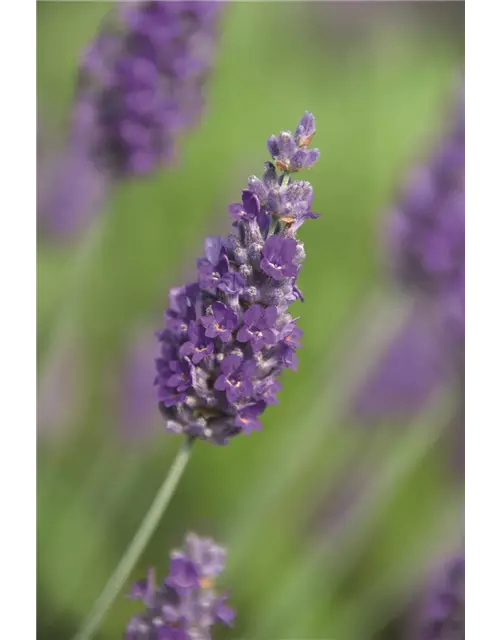 Lavandula x chay. 'Sawyers' (blau), 12er Set