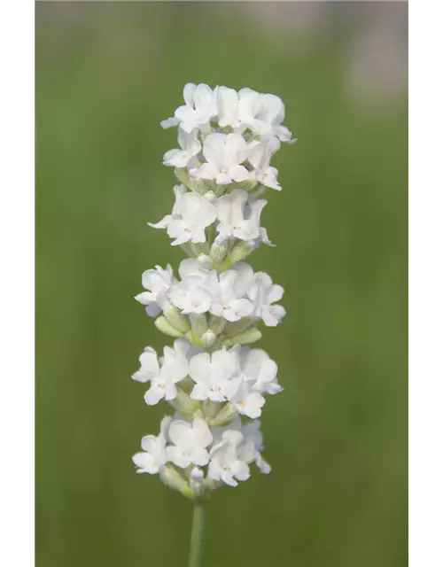 Lavandula ang. 'Arctic Snow' (weiß), 12er Set