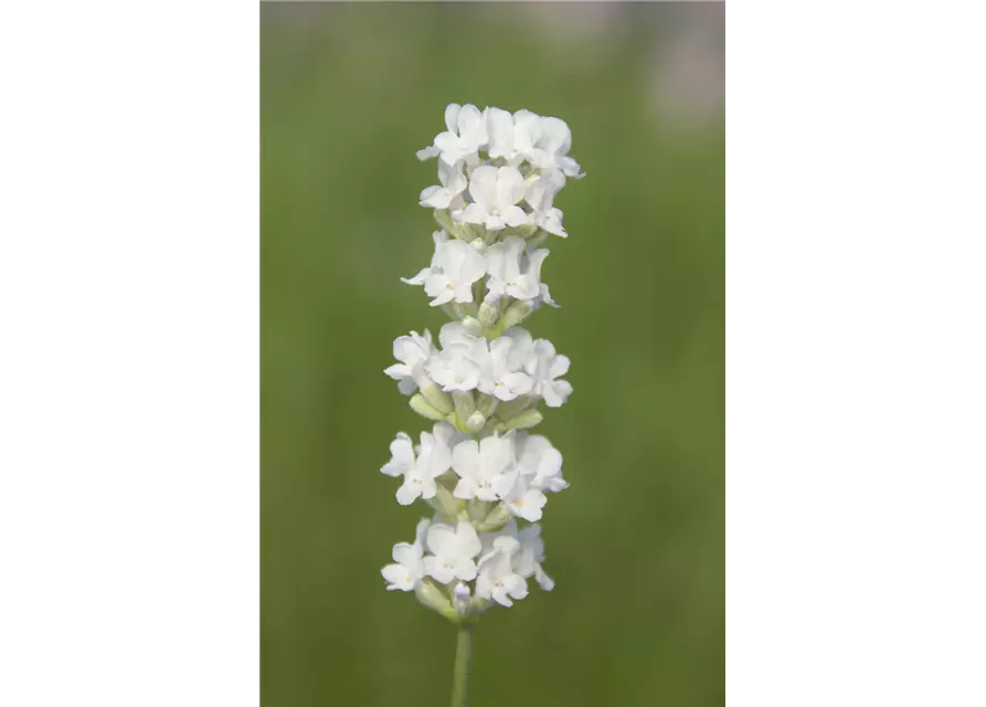 Lavandula ang. 'Arctic Snow' (weiß), 12er Set