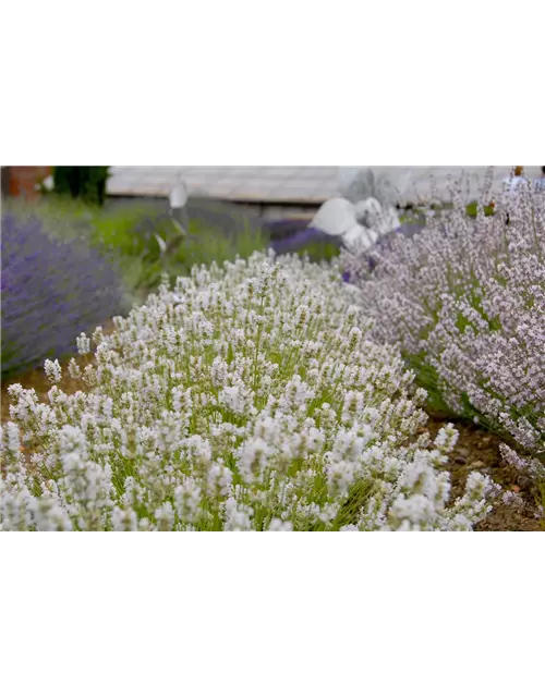 Lavandula ang. 'Arctic Snow' (weiß), 12er Set