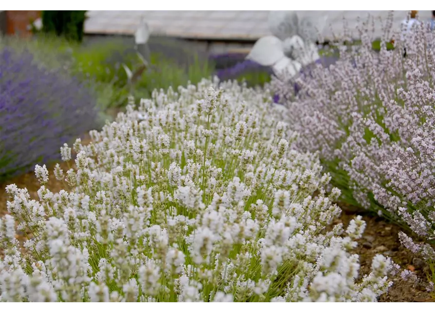 Lavandula ang. 'Arctic Snow' (weiß), 12er Set