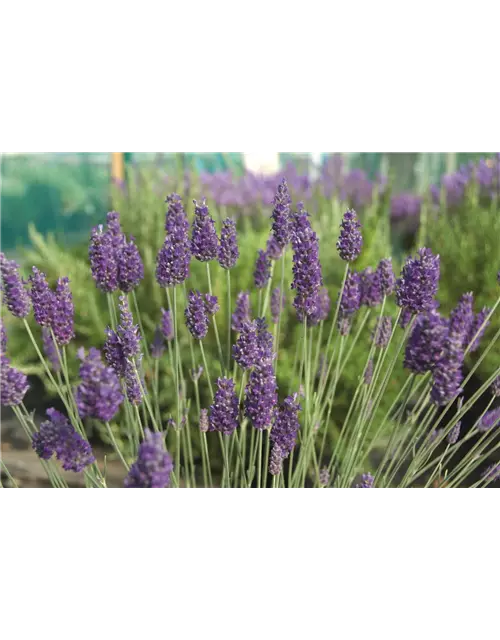 Lavandula x chay. 'Sawyers' (blau), 12er Set