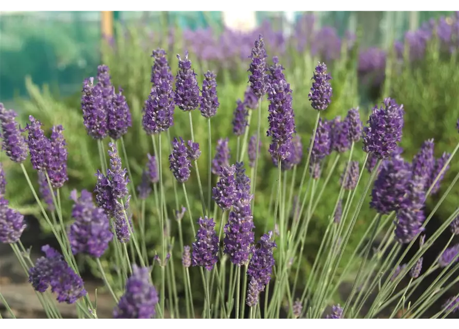 Lavandula x chay. 'Sawyers' (blau), 12er Set