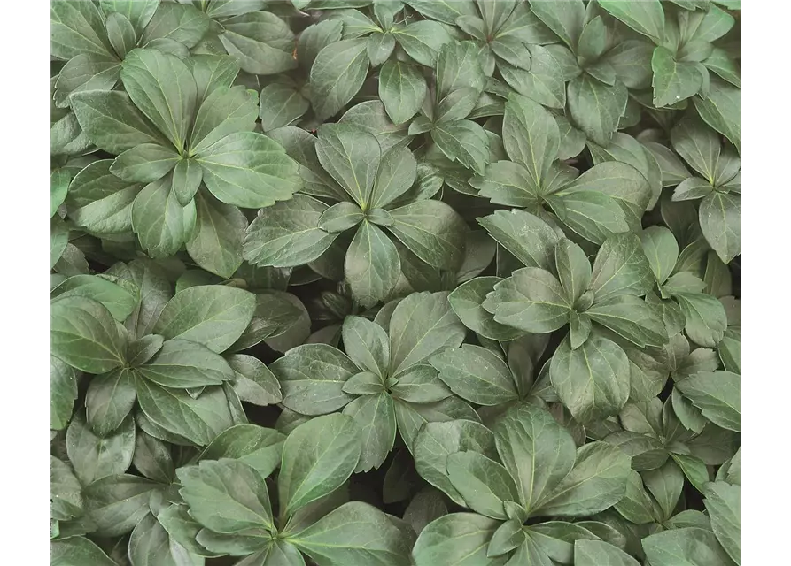 Pachysandra terminalis 'Compakta', 12er Set