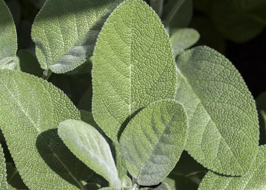 Salvia officinalis