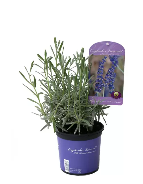 Lavandula x chay. 'Silver Sands' (blau), 12er Set