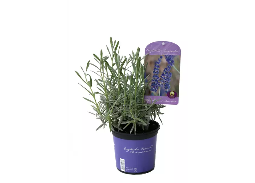 Lavandula x chay. 'Silver Sands' (blau), 12er Set