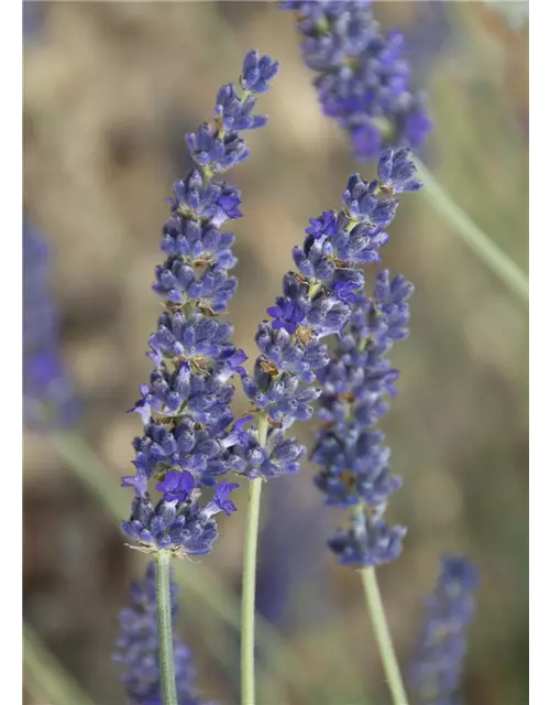 Lavandula x chay. 'Silver Sands' (blau), 12er Set