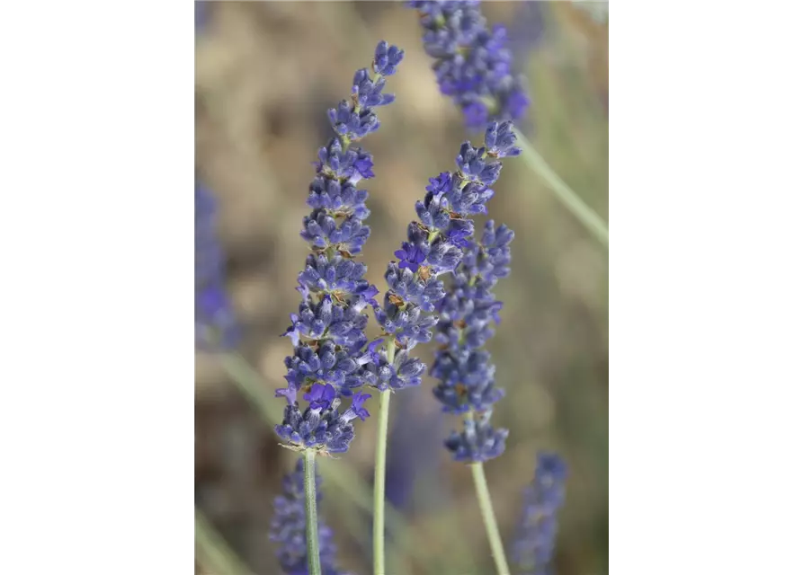 Lavandula x chay. 'Silver Sands' (blau), 12er Set