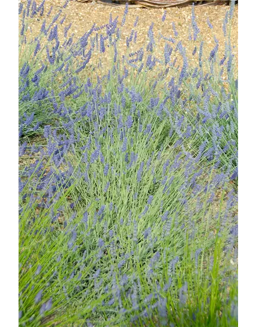 Lavandula x chay. 'Silver Sands' (blau), 12er Set