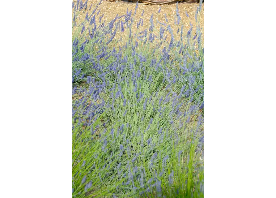 Lavandula x chay. 'Silver Sands' (blau), 12er Set