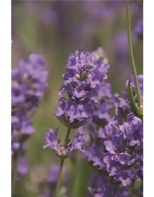 Lavandula ang. 'Cedar Blue' (hellblau), 12er Set