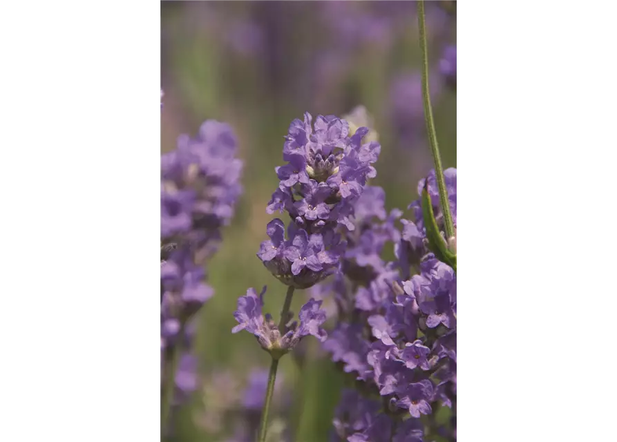 Lavandula ang. 'Cedar Blue' (hellblau), 12er Set