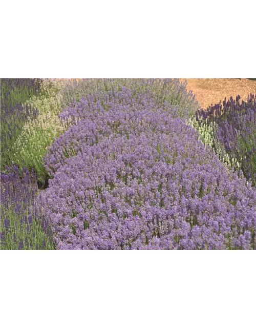 Lavandula ang. 'Cedar Blue' (hellblau), 12er Set