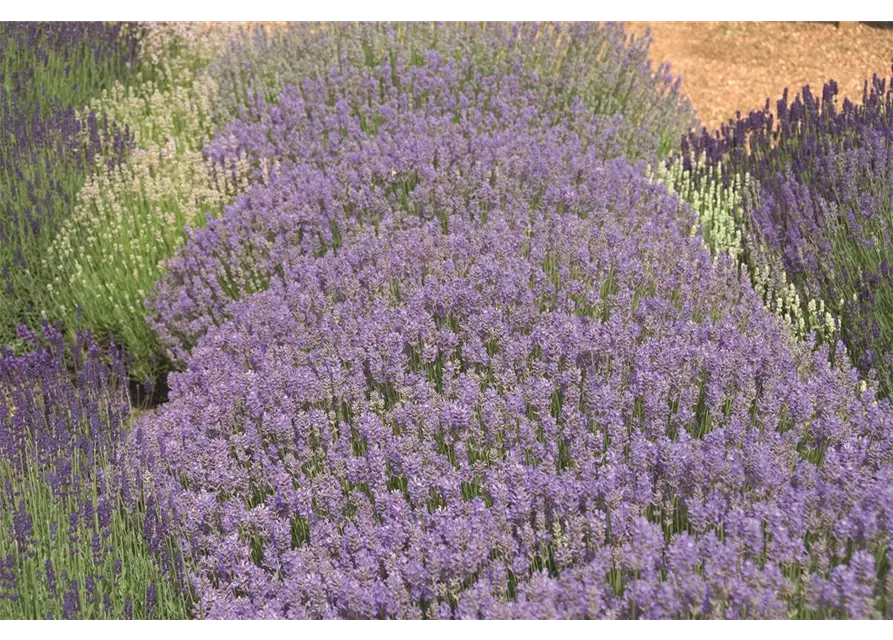 Lavandula ang. 'Cedar Blue' (hellblau), 12er Set