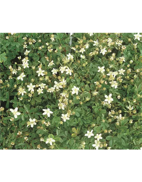 Potentilla tridentata Nuuk, 12er Set