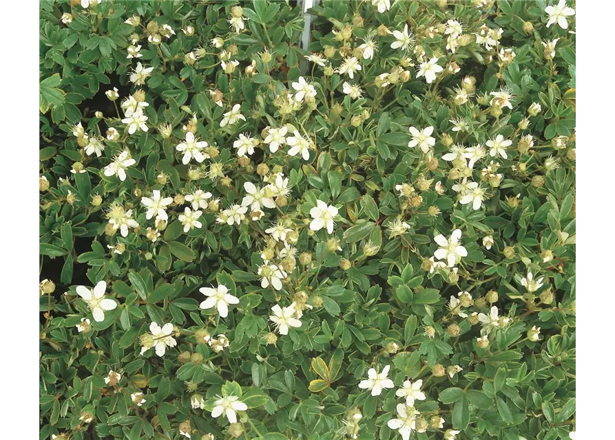 Potentilla tridentata Nuuk, 12er Set