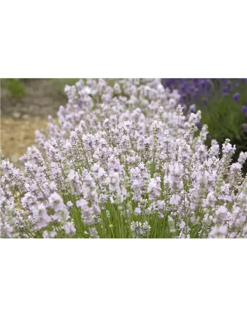 Lavandula ang. 'Coconut Ice' (rosaweiß), 12er Set