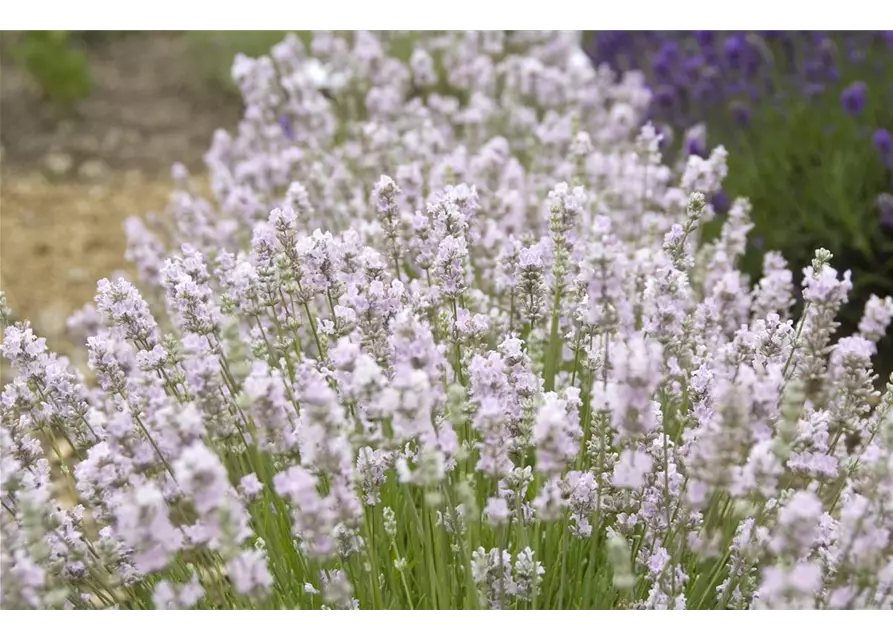 Lavandula ang. 'Coconut Ice' (rosaweiß), 12er Set