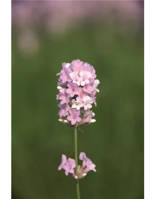 Lavandula ang. 'Coconut Ice' (rosaweiß), 12er Set